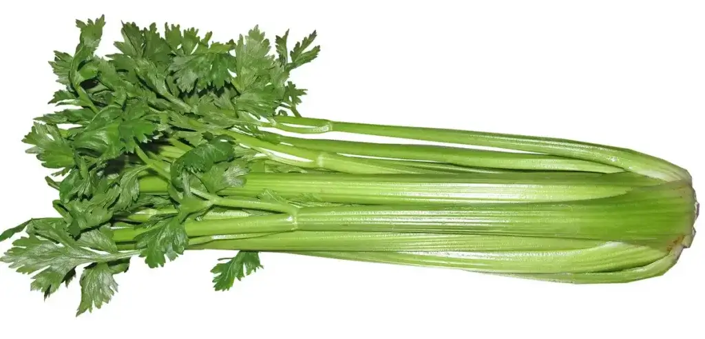 celery whole