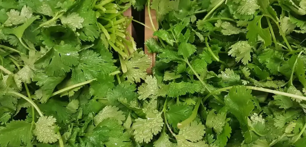 coriander