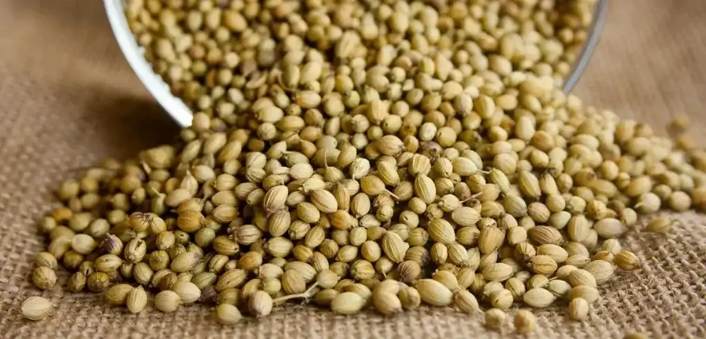 coriander seeds