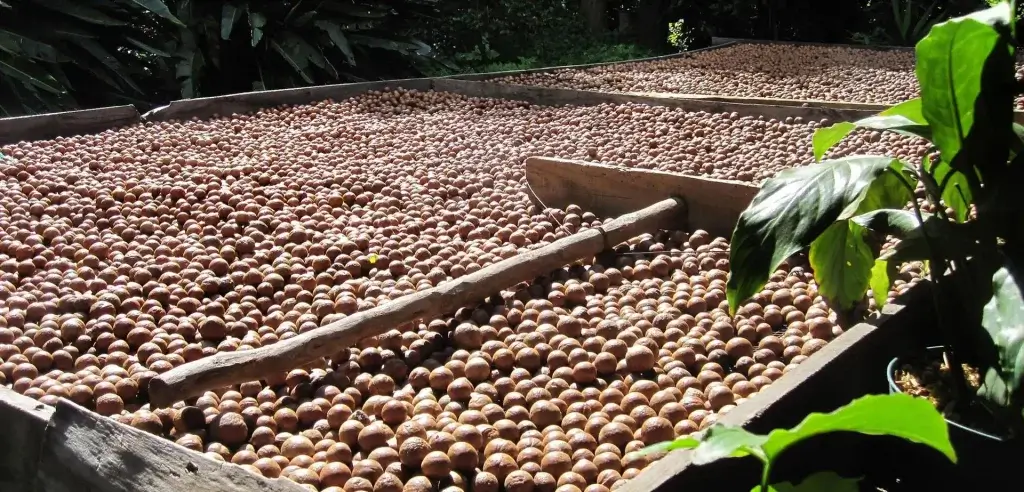 macadamia-nuts-harvest