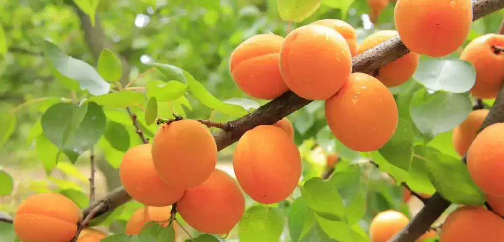 apricots