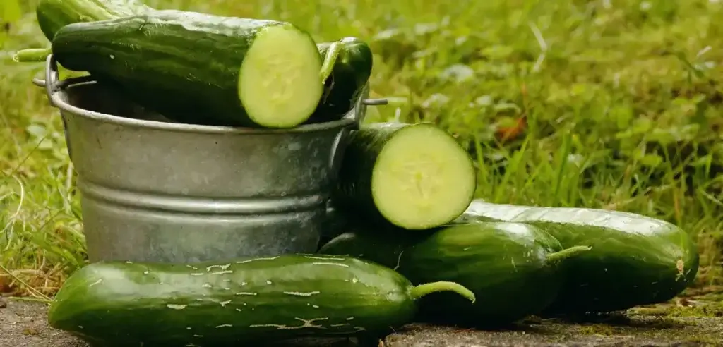 Burpless cucumbers
