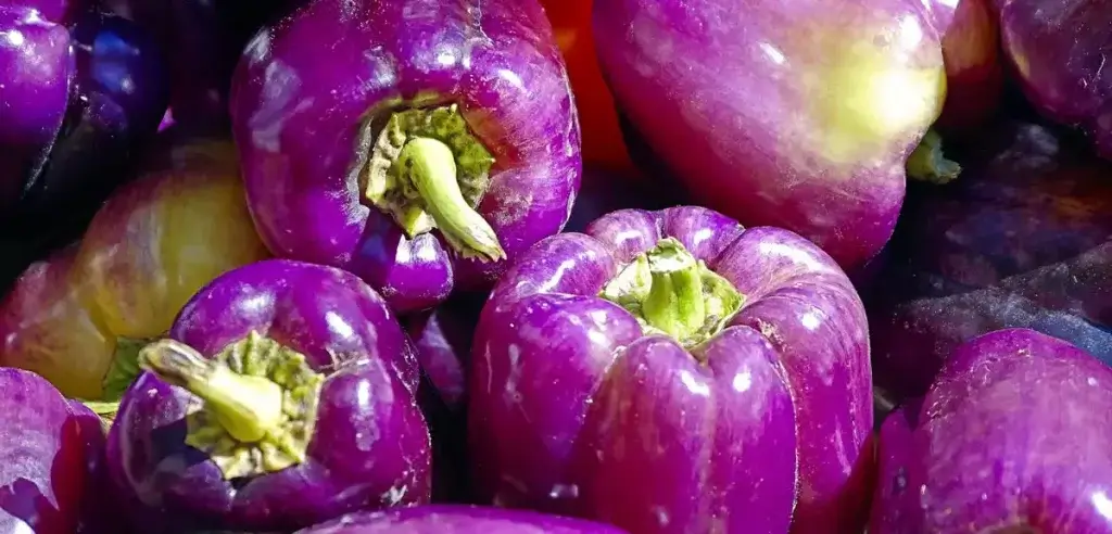 purple-bell-peppers