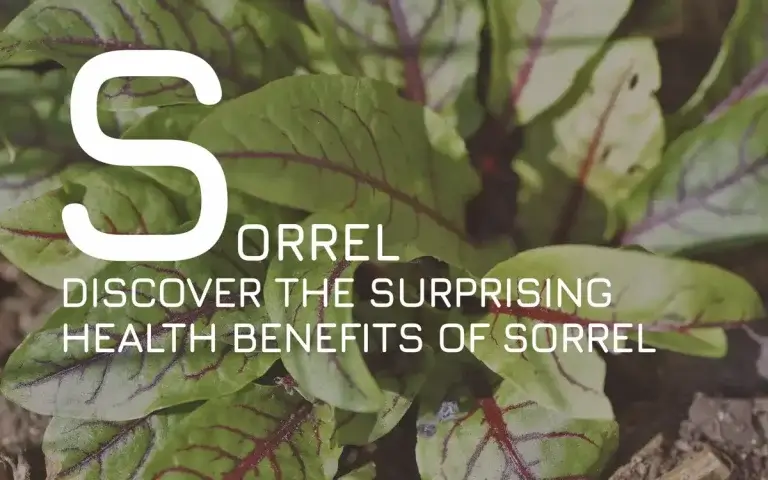 Discover the Surprising Health Benefits of Sorrel