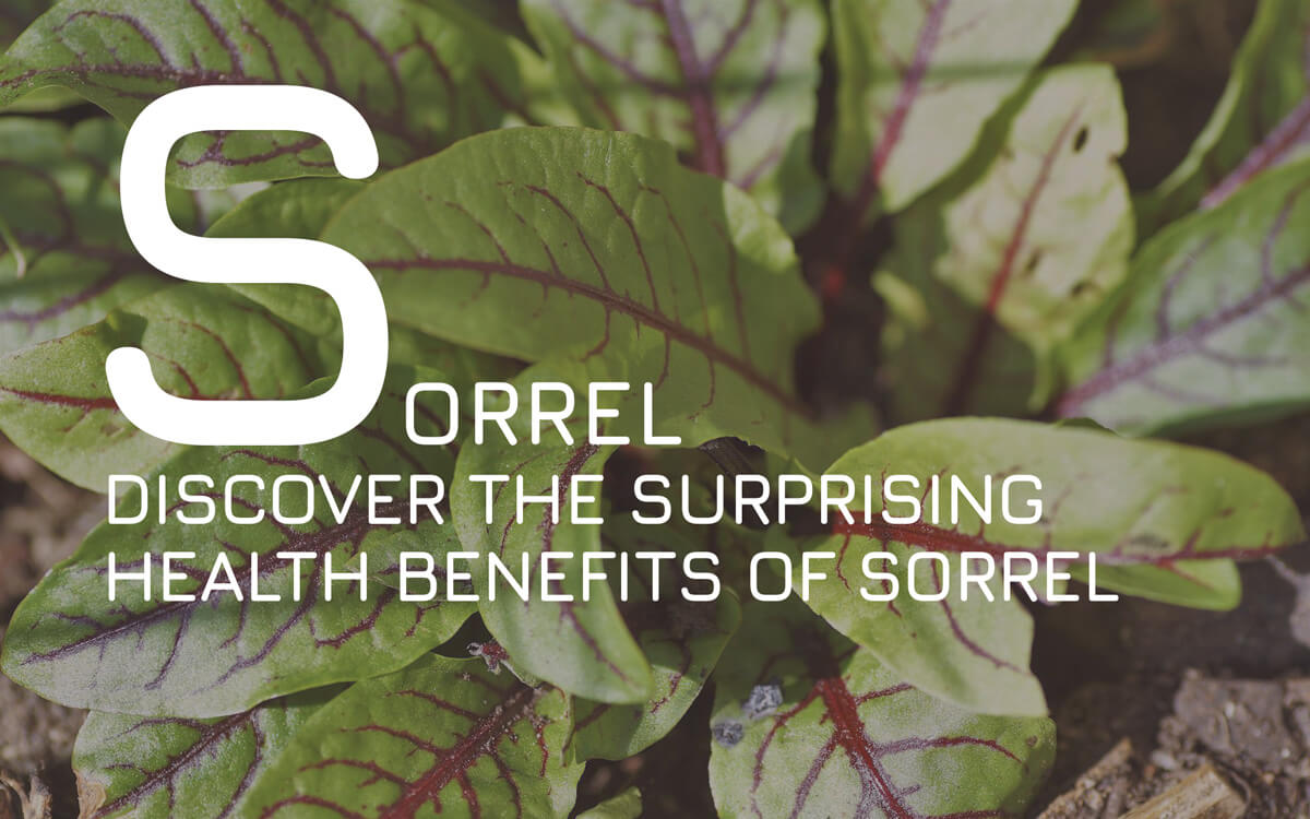 Discover the Surprising Health Benefits of Sorrel sep 2024