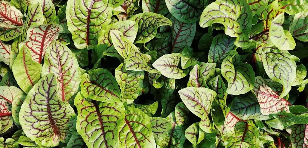 red-veined-sorrel