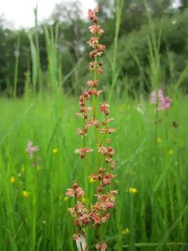 rumex-acetosella