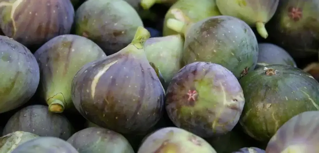 figs