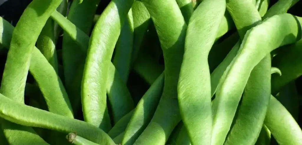 runner-beans