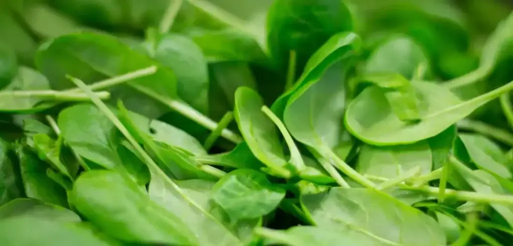 Spinach-benefits