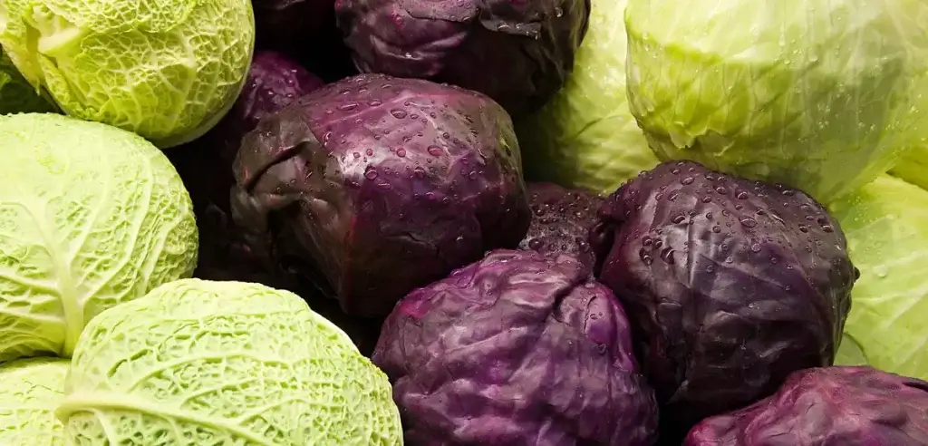 Types-of-cabbage