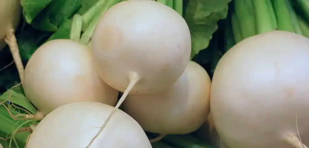 White Hailstone Radish easter-egg-radish