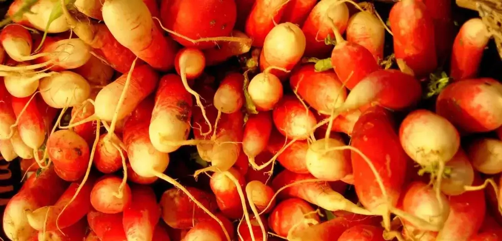 french-breakfast-radish