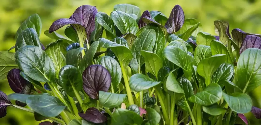 japanese-spinach