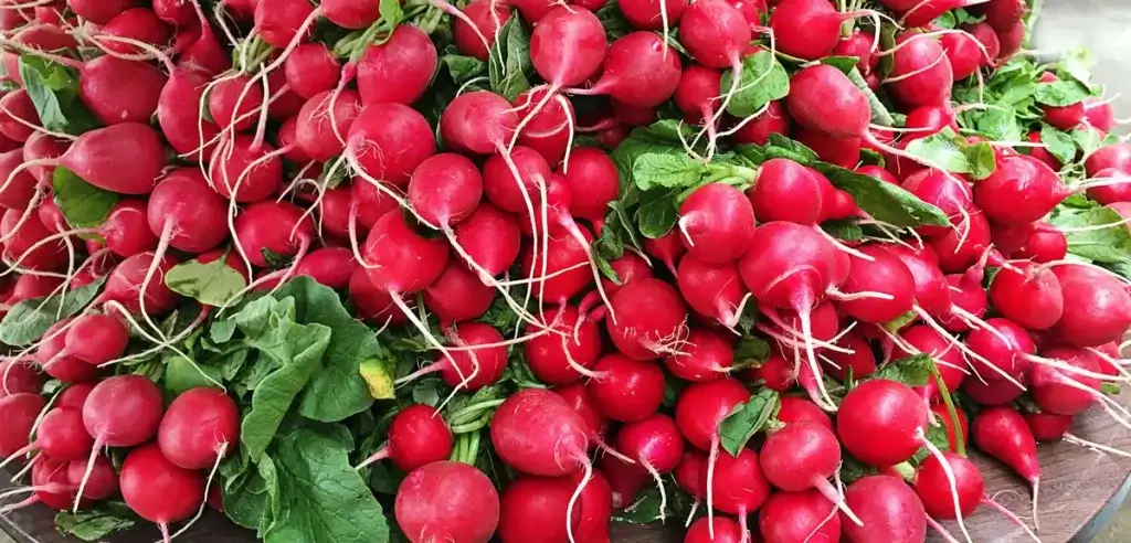 red-radish