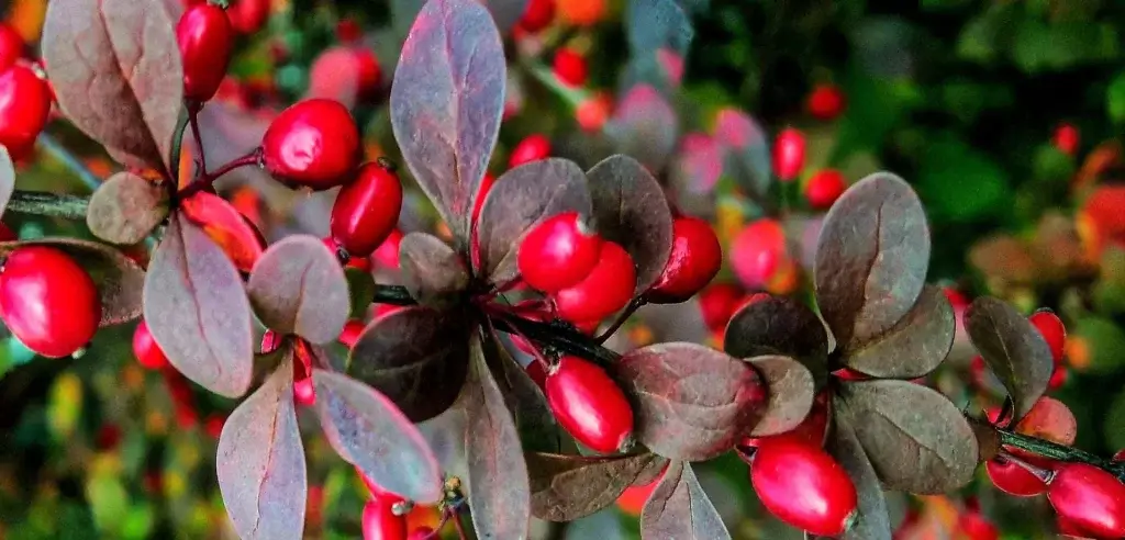 barberry-fruit
